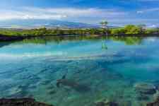 Hilo: nature, Ocean, tropical paradise
