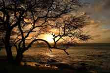 Hilo: Sunset, beach, tree
