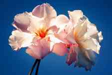 Hilo: flower, Hibiscus, blossom