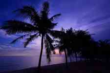 Hilo: Sunset, palm trees, beach