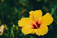 Hilo: hawaii, flower, yellow