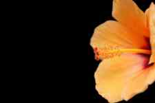 Hilo: orange, flower, Hibiscus