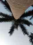 Hilo: tropical, #coconut, palm