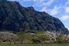 Hilo: Landscape, trees, mountain
