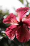 Hilo: hawaii, Hibiscus, beautiful flowers