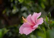 Hilo: flower, Hibiscus, hibiscus flower