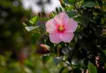 Hilo: nature, Hibiscus, hibiscus flower