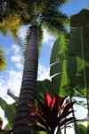 Hilo: nature, Landscape, Palm Tree
