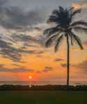 Hilo: Sunset, Palm Tree, horizon