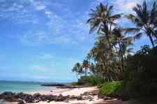 Hilo: beach, sea, palm