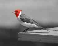 Hilo: nature, bird, Cardinal