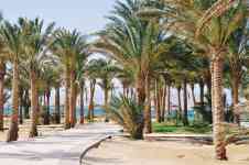 Hilo: beach, Resort, palm