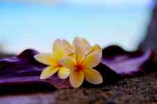 Hilo: hawaii, flower, plumeria