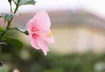 Hilo: Hibiscus, beautiful flowers, hibiscus flower