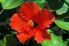Hilo: hawaii, flower, tropical
