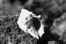 Hilo: nature, Black and White, #seashell