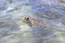 Hilo: sea turtle, water, turtle