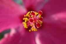 Hilo: hawaii, flower, Hibiscus