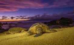 Hilo: Sunset, turtle, turtles