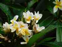 Hilo: Bloom, yellow flowers, hawaii national flower