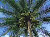 Hilo: Palm Tree, #coconut, coconuts