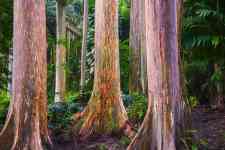 Hilo: forest, trees, eucalyptus