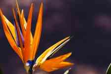 Hilo: orange, flower, Attractions