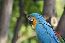 Hilo: hawaii, Parrot, Blue Bird