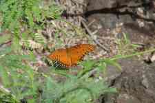 Hilo: nature, orange, butterfly