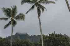 Hilo: hawaii, tropical, palm